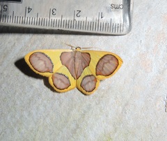 Plutodes pseudocyclaria