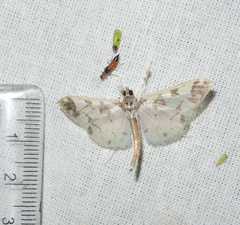 Polythlipta divaricata