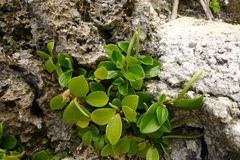 Peperomia pallida