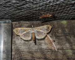 Polythlipta liquidalis