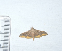 Prophantis adusta