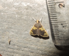 Rehimena phrynealis