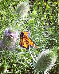 Danaus plexippus