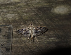 Rhimphalea