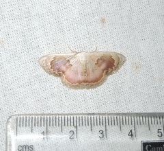 Somatina rosacea