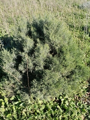 Dicerothamnus
