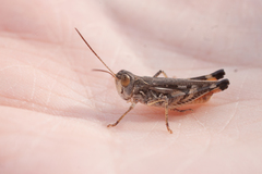 Dociostaurus brevicollis