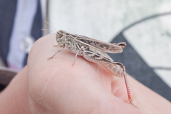 Arcyptera microptera