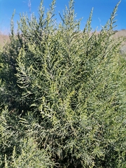 Dicerothamnus