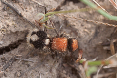 Ronisia brutia