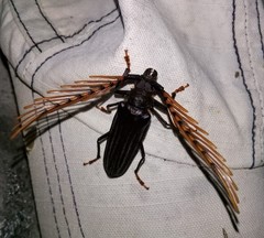 Sarifer flavirameus