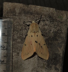 Spilarctia postrubida