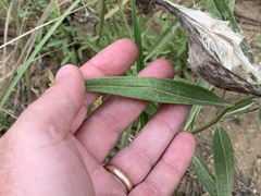 Asclepias longifolia