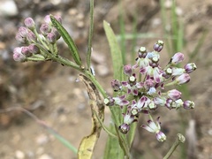 Asclepias longifolia