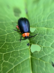 Asphaera abdominalis