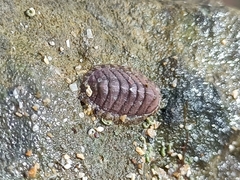 Lepidochitona cinerea