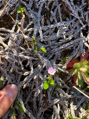 Epilobium clavatum