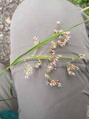 Luzula luzuloides rubella