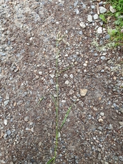 Luzula luzuloides rubella