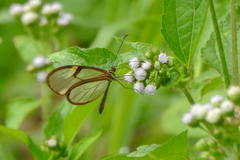 Episcada hymenaea hymenaea