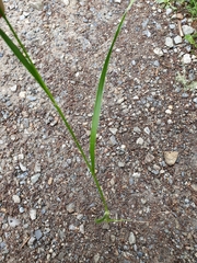 Luzula luzuloides rubella