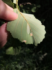 Phyllonorycter strigulatella