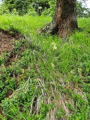 Luzula luzuloides rubella