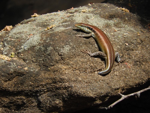 Rainbow Skink, photo 8 of 10