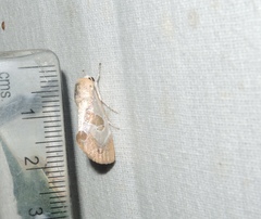 Westermannia superba