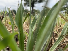 Plantago aristata