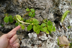 Peperomia pallida