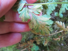 Hyalopsora polypodii