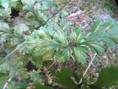 Hyalopsora polypodii