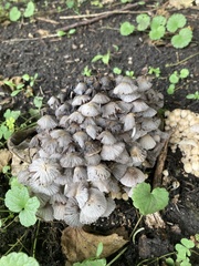 Psathyrellaceae