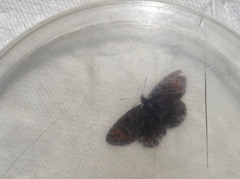 Erebia epipsodea