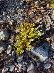 Diphasiastrum alpinum