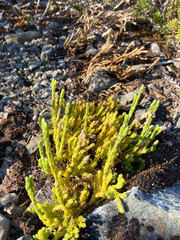 Diphasiastrum alpinum