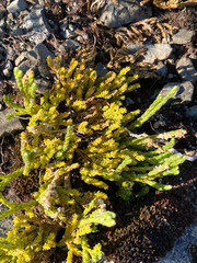 Diphasiastrum alpinum