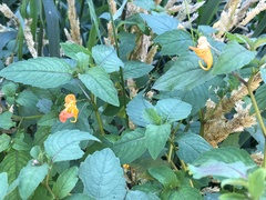 Impatiens capensis