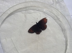 Erebia epipsodea