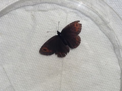 Erebia epipsodea