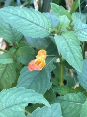 Impatiens capensis