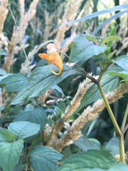 Impatiens capensis