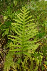 Microsorum scolopendria