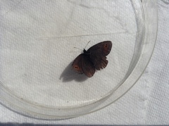 Erebia epipsodea