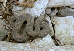 Nerodia sipedon insularum