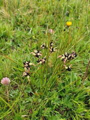 Juncus jacquinii