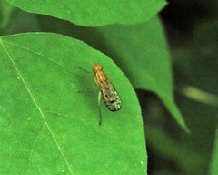 Tetanocera valida