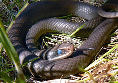 Coluber constrictor foxii