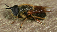 Callicera erratica